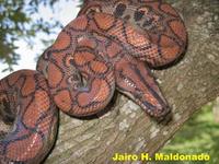 Image of: Epicrates cenchria (rainbow boa)