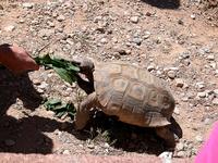 Image of: Gopherus agassizii (desert tortoise)