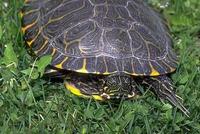 Image of: Pseudemys concinna (river cooter)