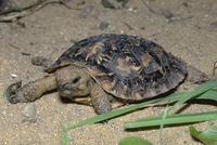 Malacochersus tornieri - African Pancake Tortoise