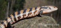 Tiliqua gigas - Giant Bluetongue Skink