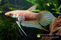 betta Fusca,from perak,penang,kuala pilah (ENDANGERED)