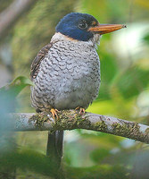 Scaly Kingfisher - Actenoides princeps