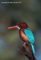 White-throated Kingfisher - Halcyon smyrnensis