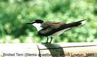 Bridled Tern - Sterna anaethetus