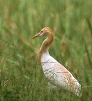 Cattle Egret - Bubulcus ibis