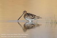 Common Snipe - Gallinago gallinago