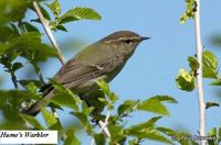 Hume's Warbler - Phylloscopus humei