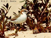 Red-capped Plover - Charadrius ruficapillus