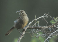 California Thrasher (Toxostoma redivivum) photo