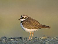 Little Ringed Plover (Charadrius dubius) photo