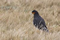 Carunculated Caracara (Phalcoboenus carunculatus) photo