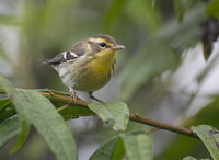 Blackburnian Warbler (Dendroica fusca) photo