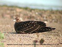 Parasitic Jaeger - Stercorarius parasiticus