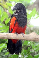 Pesquet's Parrot - Psittrichas fulgidus