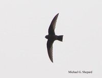 Black Swift - Cypseloides niger