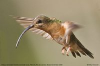 Rufous-breasted Hermit - Glaucis hirsuta