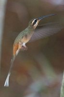 Planalto Hermit - Phaethornis pretrei