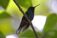 White-tailed Sabrewing - Campylopterus ensipennis