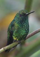 Blue-tailed Emerald - Chlorostilbon mellisugus