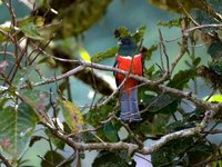 Collared Trogon - Trogon collaris