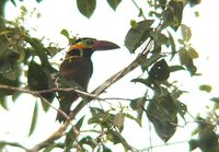 Golden-collared Toucanet - Selenidera reinwardtii