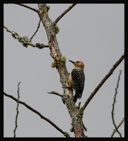 Red-crowned Woodpecker - Melanerpes rubricapillus