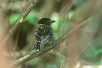 Black-crested Antshrike - Sakesphorus canadensis