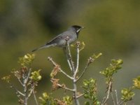 Rueppell's Warbler - Sylvia rueppelli