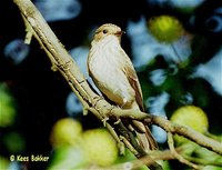 Spotted Flycatcher - Muscicapa striata