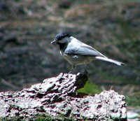 Mexican Chickadee - Poecile sclateri