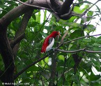 King Bird-of-paradise - Cicinnurus regius