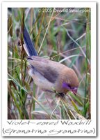 Violet-eared Waxbill - Uraeginthus granatina