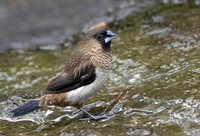 White-rumped Munia - Lonchura striata