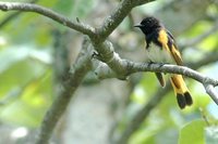 American Redstart - Setophaga ruticilla