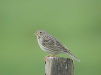 Corn Bunting - Emberiza calandra