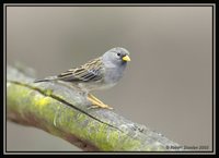 Band-tailed Sierra-Finch - Phrygilus alaudinus