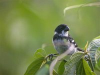 Wing-barred Seedeater - Sporophila americana