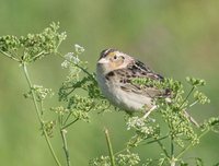 Grasshopper Sparrow - Ammodramus savannarum