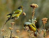 * Yellow Crowned Canary