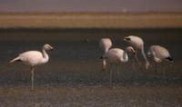 A few rather distant Puna Flamingos at Laguna Pozuelos. Also called James's