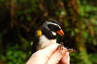 Orange-billed Sparrow (Arremon aurantiirostris), breeding male