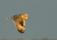 Short-eared Owl