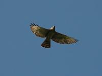 Broad-winged Hawk; El Paval, Chiapas, Mexico (WEB).jpg