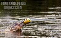 ...Amazonian pink dolphin ( Inia geoffrensis ) playing a soccer ball . In the Amazon is know as bot