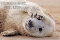 Grey seal pup ( Halichoerus grypus ) . Donna Nook , U . K . stock photo
