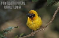 Spekes weaver , Ploceus spekei , Aberdare National Park , Kenya stock photo