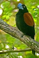 ...nds, and is home to an unbelievable array of endemics such as this Helmet Vanga (Simon Harrap)
