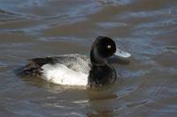 Lesser Scaup  male (Aythya affinis)