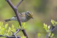 Pallas's leaf warbler C20D 03856.jpg